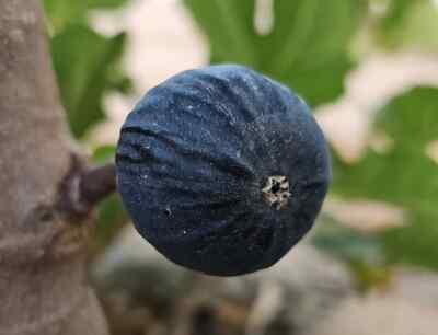 Rare Black Madeira fig- 3 cuttings, fresh from tree