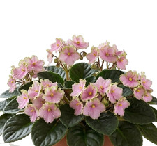 African Violet Plant - Optimara EverHarmony (Everfloris Space Violet) - Std