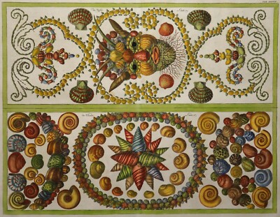 Albertus Seba 1758 - Ornamente aus Muscheln - Aufwendig - Rar - Altkolorit