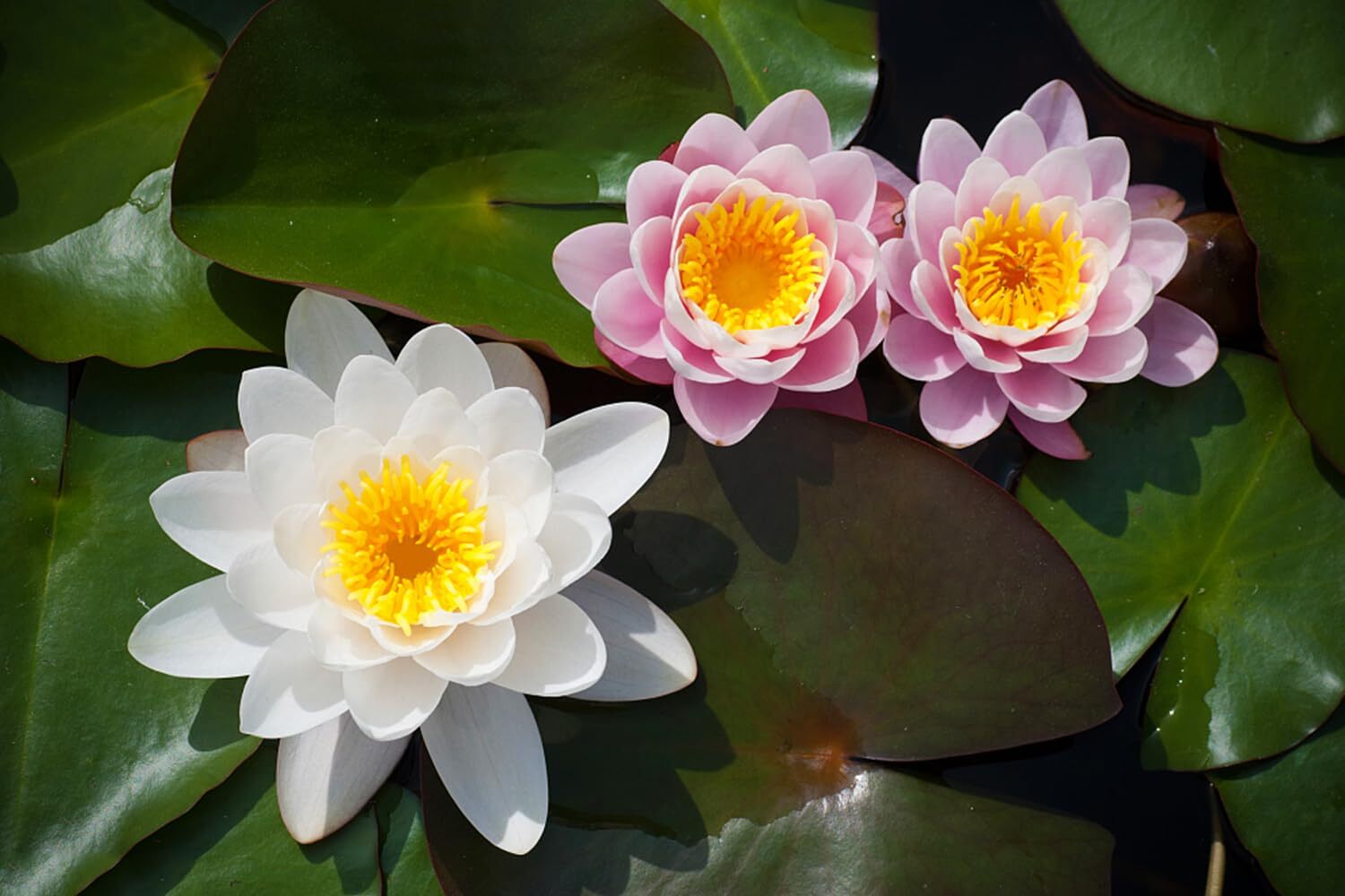 35 Pcs Bonsai Lotus Seeds for Planting Bowl Lotus Seeds, Water Lily