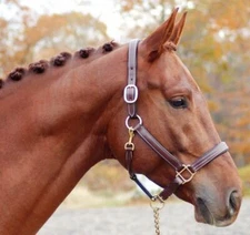 KL Select Red Barn Lainie Show Halter