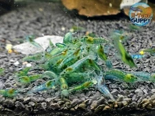 10 +1  Blue Jelly - Freshwater Neocaridina Aquarium Shrimp. Live Guarantee