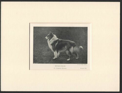 COLLIE ROUGH COATED OLD ANTIQUE 1904 NAMED DOG PRINT READY MOUNTED