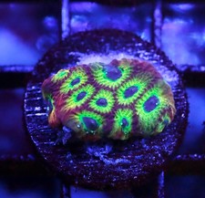 DIYreefer Live Coral WYSIWYG RR Spicy Lemon Favia Frag