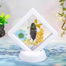 K54c Jewel Beetle Floating Frame Display Entomology Taxidermy Lampropepla Oddity