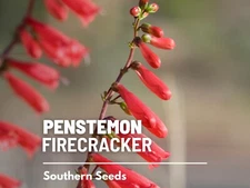 Firecracker Eaton’s Penstemon Seeds, Heirloom Flower, USA Grown