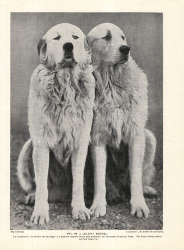 Vintage GREAT PYRENEES Print 1930s Two Bertier de Sauvigny Pyrenees  6513f