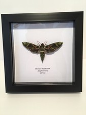 Oleander Hawk-Moth (Daphnis nerii) in Box Frame Insect Taxidermy