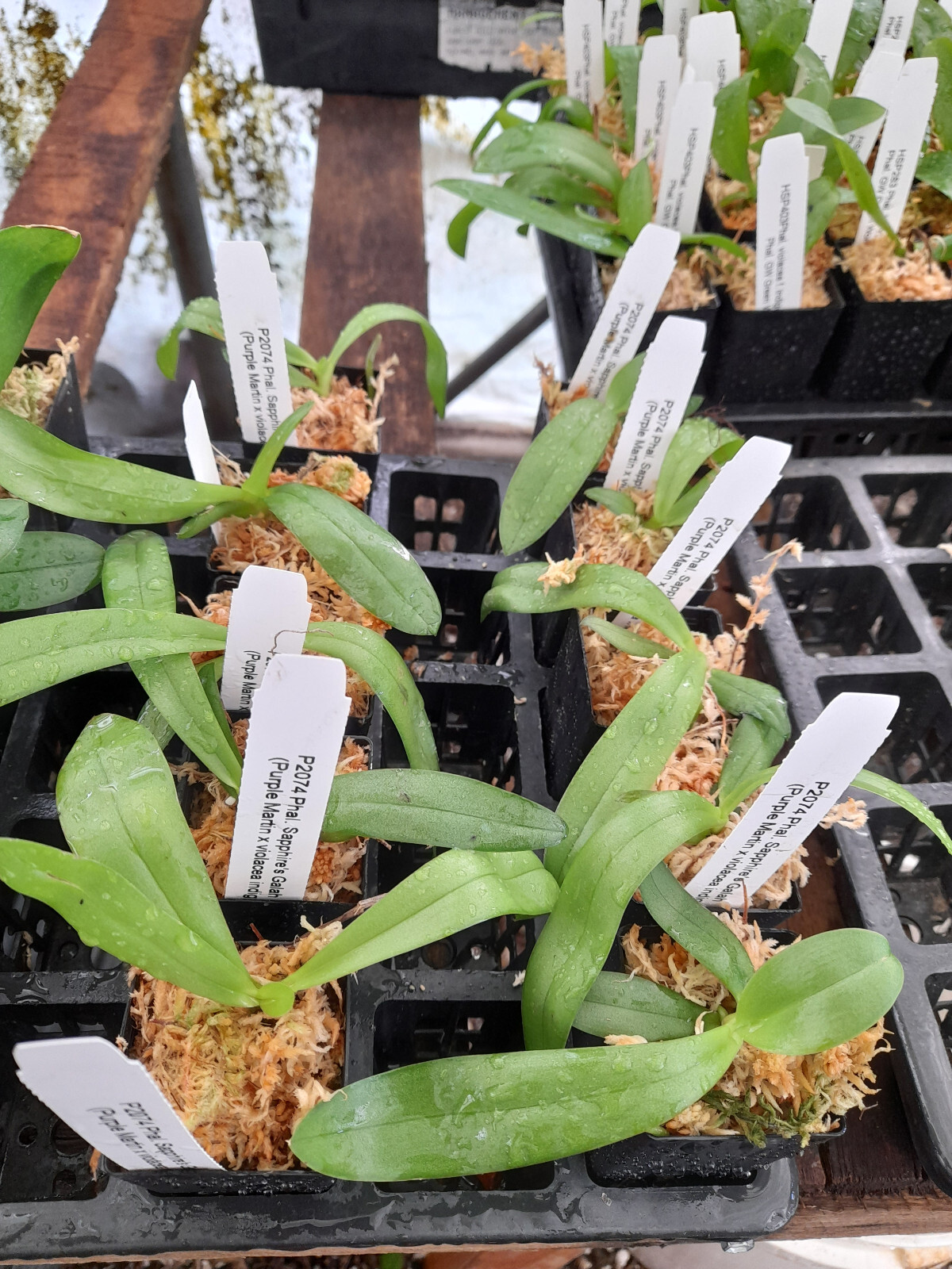 FPOrchids Phal. Sapphire's Galah Tubestock eBay