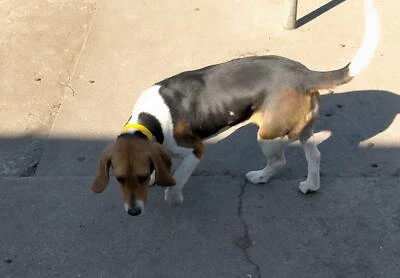 gumtree basset hound