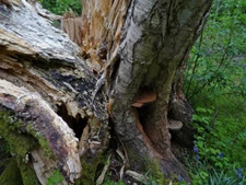 Photo 6x4 Downy Birch, Priory Park Reigate See [[1291964]] and [[1291967] c2009