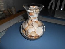 Pretty Glass Vase of Seashells 5x8