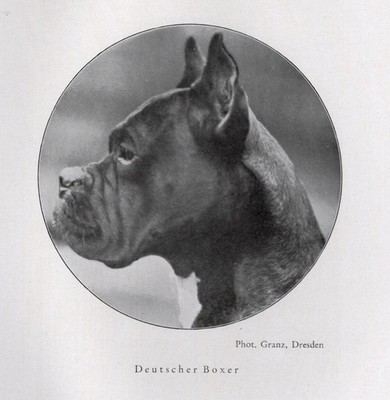 Boxer - CUSTOM MATTED - 1940 Vintage - German Dog Art ''Photo Print''