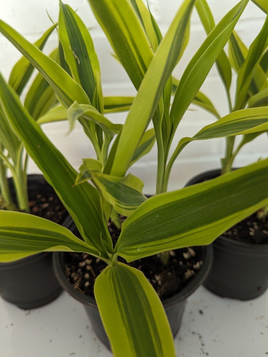 Dracaena Sanderiana - Dracaena Sanderiana Variegata - Variegated Lucky  Bamboo | eBay