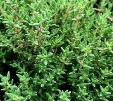 COMMON THYME SEEDS 3000 THYMUS VULGARIS herb GARDEN non-gmo FREE SHIPPING