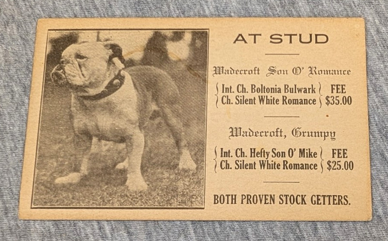 Antique Wadecroft Kennels English Bulldog At Stud Advertising Card Baltimore, MD