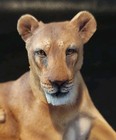 Hamilton "PRIDE OF THE LIONESS" Figurine David Geenty 1996 Majestic Cats w/Cert — photo 3