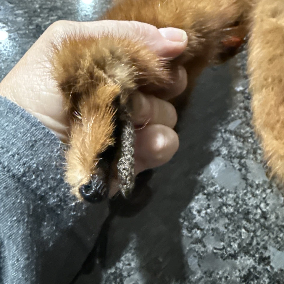 Mink Fur Red Stole Wrap Neck Shoulder 3 Full Body Pelts w Tails Vtg 1940s - Image 3 of 4