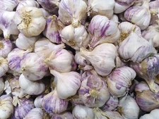 50 GARLIC SEEDS (Allium sativum) | NON-GMO | Free shipping | Garden seeds
