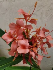 Coral Orange Pink Hedychium Butterfly Ginger, healthy Rhizome cutting, Stunnin!