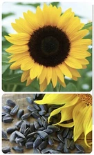 Sunflower Seeds | For Planting Huge Sun Flowers Grow Black Oil Mammoth Seed 2 g