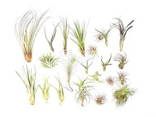 Air Plant Mix x 6 Different Named Tillansia airplants - indoor easy care house