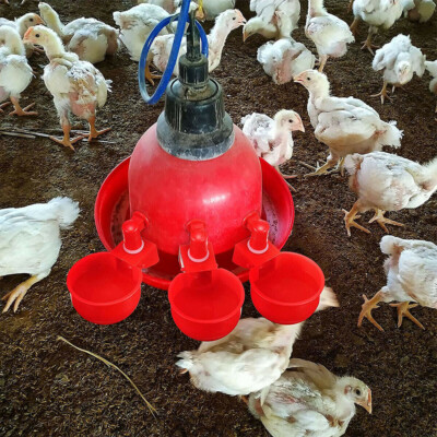 5 Pcs Chicken Hanging Cup Drinking Fountains Birds Water Bowl Drinker Cups For Backyard Chicken Flock Automatic Poultry Watering - View #11