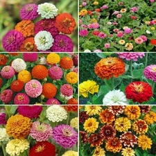 Ultimate Zinnia Flower Seed Mix, 6 Mixes in 1, Zinnias Galore, FREE SHIPPING