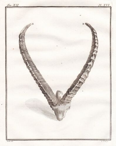 Ibex Capricorn antler antlers copper engraving engraving buffon 1780 - Picture 1 of 1