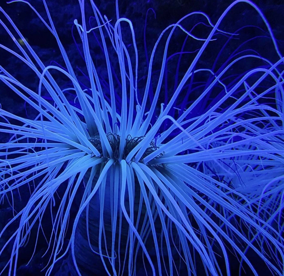 ✅SPECIALE Promo Box S Coralli Invertebrati Acquario Marino Box Sorpresa Rarità - Immagine 3 di 4