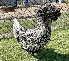 12+ Silver and Buff Laced Polish Hatching Egg...