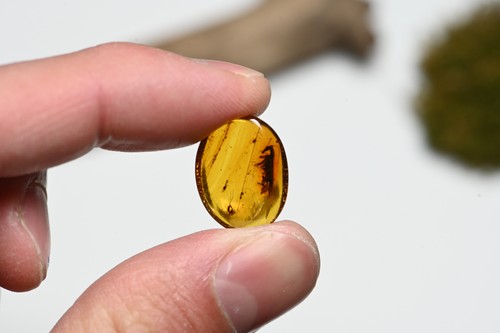 Blattodea (Cockroach) - Fossil Insect Inclusion in Burmese Amber - 第 3/6 張圖片