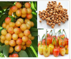 (Seeds _Rare Rainniers Cherry Fruit Tree 5 Seeds -Combined Shipping (Usa seller)