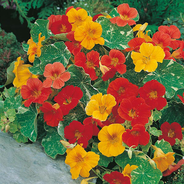 Alaska Mix Nasturtium Seeds | Edible Flowers & Leaves | Heirloom/Non-GMO | 1198