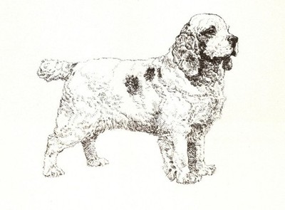 Clumber Spaniel - CUSTOM MATTED 5 x 7 - Dog Art Print - NEW - GD