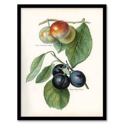 John Wright gerahmtes Wandbild Vintage Illustration von zwei Pflaumensorten