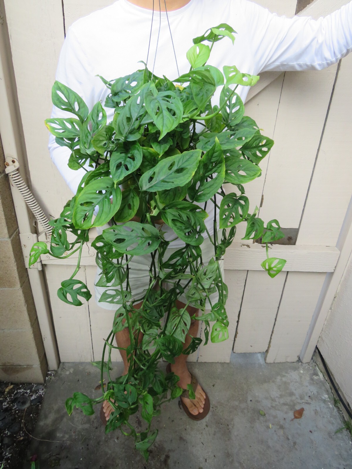 Monstera Adansonii Swiss Cheese Plant eBay