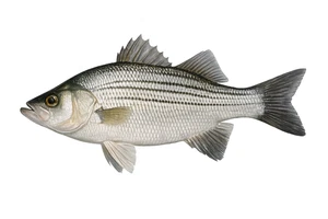 Striped Bass Fish Self Adhesive Vinyl Sticker