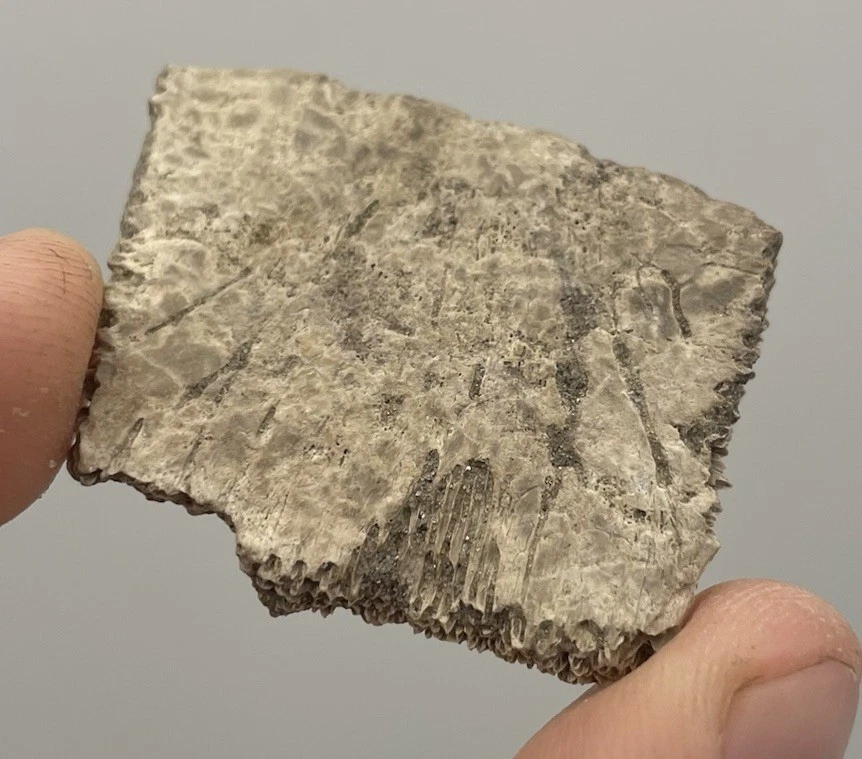 Turtle Shell Fossil Fragment Ice Age Era Fossil - Image 2 of 3