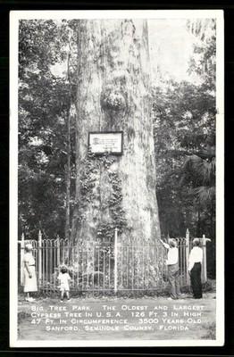 Sanford, FL, Oldest and Largest Cypress Tree The Senator Vintage Postcard
