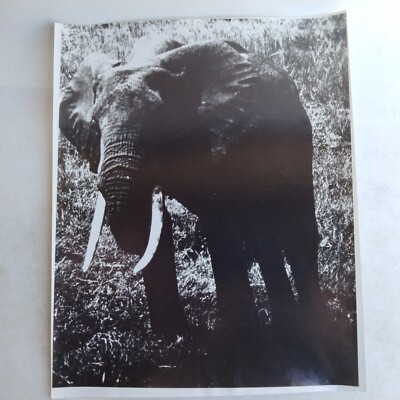 Elephant Africa 1966 8x10 Black And White Photograph