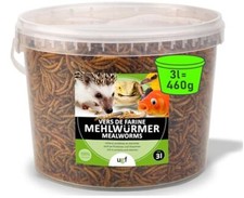 UGF Les vers de Farine Premium, Seau de 3 litres, Collation dInsectes pour Oi