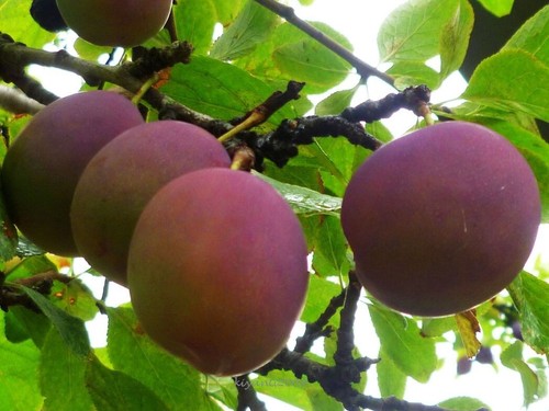Grafteed Wild Plum ( Prunus Domestica ) Fruit Tree Free Pitosanitari - Picture 3 of 7