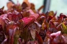 Premium Super Red Romaine Lettuce. Fresh Organic Heirloom Seed. Beautiful! Tasty