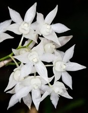 Dendrobium hercoglossum alba, Blooming Size, Large Orchid Plant, RARE