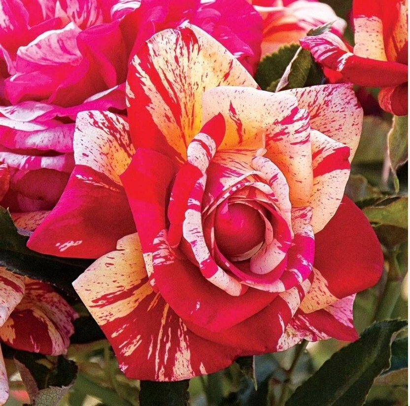Daring Spirit Hybrid Tea Rose