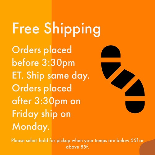 250 LARGE SUPERWORMS 1.5"-2" - Free Shipping, Live Arrival Guarantee - Picture 2 of 2