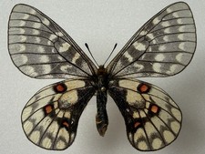 Parnassius for collectors | rare Parnassinae