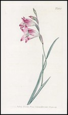 1808 CURTIS Botanical GLADIOLUS HIRSUTUS Shaggy Corn Flag Pl 823 (CB9/148)