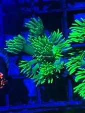 CE- WYSIWYG Spongebob Rainbow Goni Frag - Live Coral Frag LPS SPS #RZE11